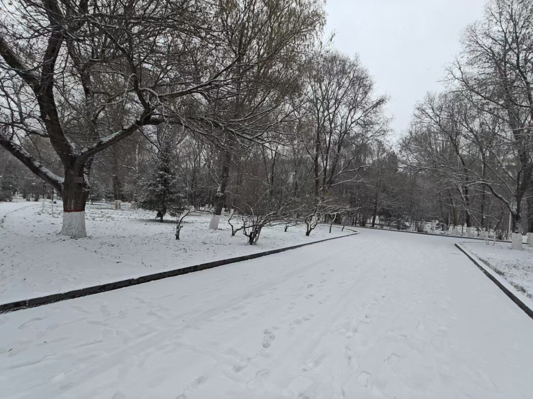今天的雪