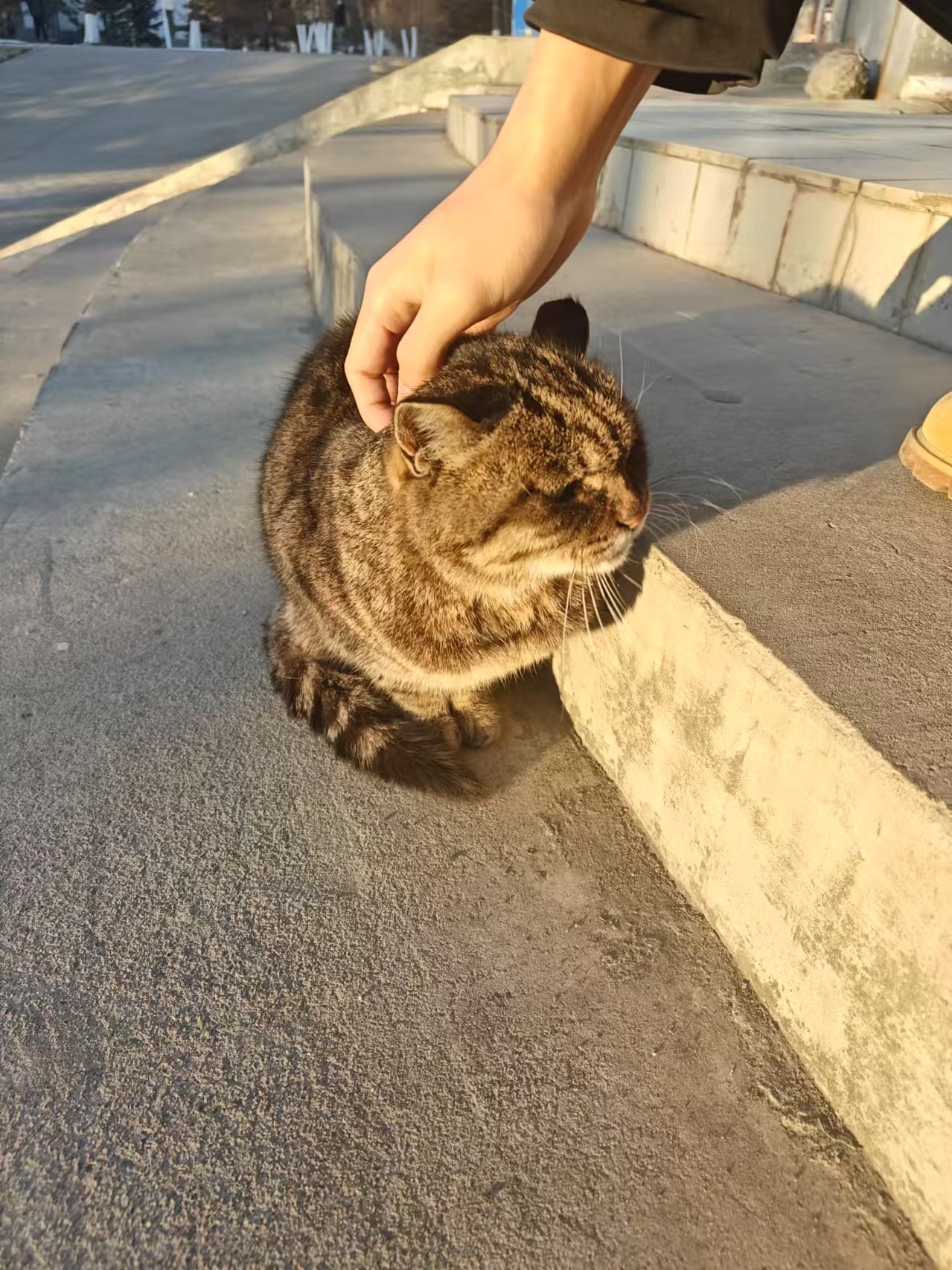 偶遇可爱小猫
